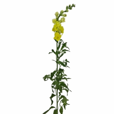Hledík MAJUS HOLLY DOUBLE YELLOW