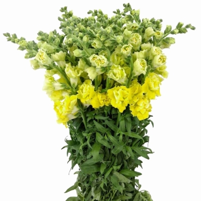 Hledík MAJUS HOLLY DOUBLE YELLOW