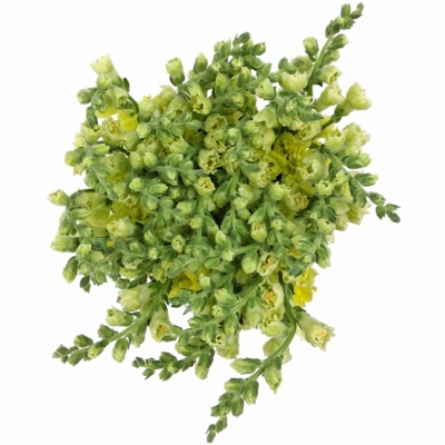 Hledík MAJUS HOLLY DOUBLE YELLOW