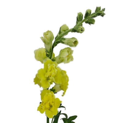 Hledík MAJUS HOLLY DOUBLE YELLOW 80 cm