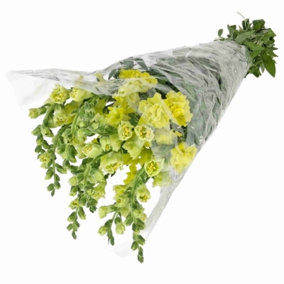 Hledík MAJUS HOLLY DOUBLE YELLOW
