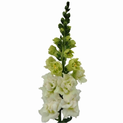 Hledík MAJUS MADAME BUTTERFLY IVORY 80 cm