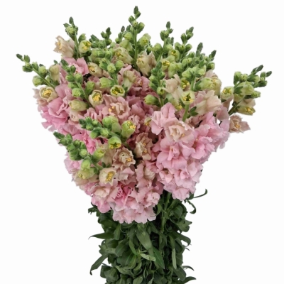 Hledík MAJUS MADAME BUTTERFLY PINK