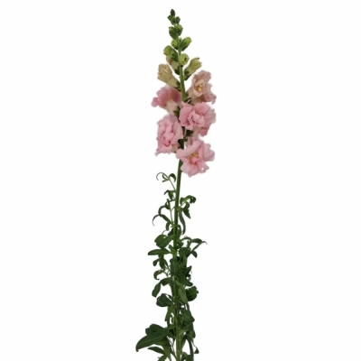 Hledík MAJUS MADAME BUTTERFLY PINK