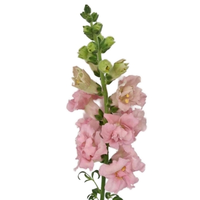 Hledík MAJUS MADAME BUTTERFLY PINK 80 cm