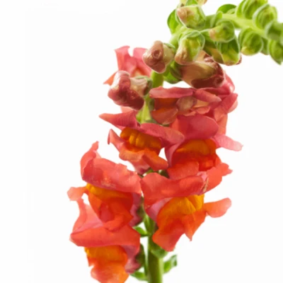 Hledík MAJUS MARYLAND DARK ORANGE 70cm