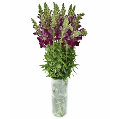 Hledík MAJUS MARYLAND RED