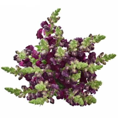 Hledík MAJUS MARYLAND RED