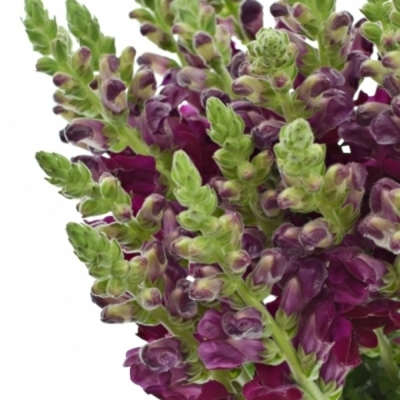 Hledík MAJUS MARYLAND RED