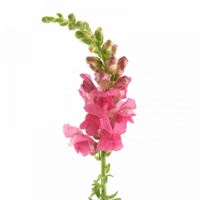 Hledík MAJUS MONACO ROSE 60 cm