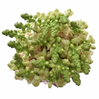 Hledík MAJUS NANTES PINK