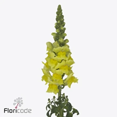 Hledík MAJUS NANTES YELLOW 75 cm