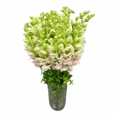 Hledík MAJUS OPUS APPLEBLOSSOM