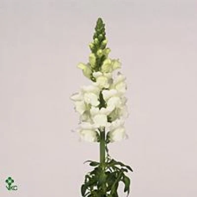 Hledík MAJUS OPUS WHITE 75 cm