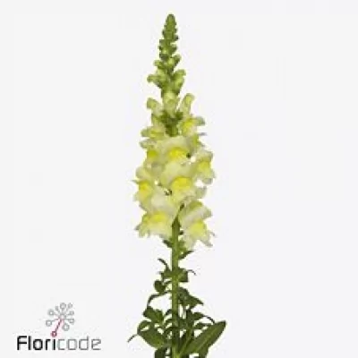 Hledík MAJUS ORLEANS EARLY LEMON 70cm