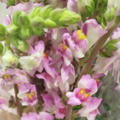 Hledík MAJUS OV 80 cm