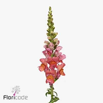 Hledík MAJUS POTOMAC BRIGHT ORANGE 75 cm