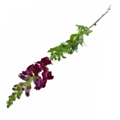 Hledík POTOMAC CRIMSON