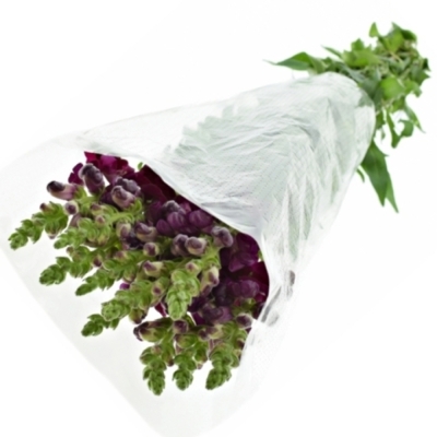 Hledík POTOMAC CRIMSON