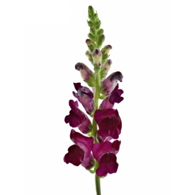 Hledík POTOMAC CRIMSON