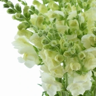 Hledík POTOMAC EARLY WHITE