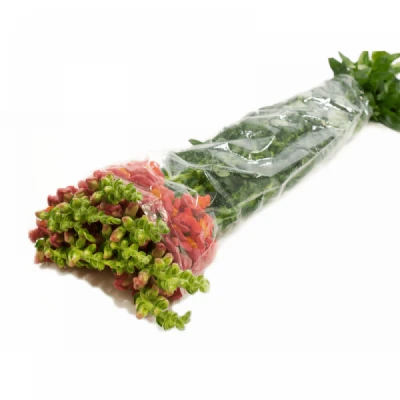 Hledík POTOMOC DARK ORANGE