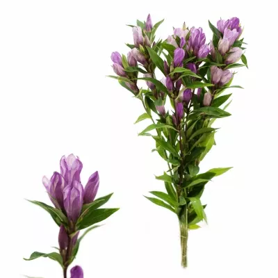 Hořec PINK SKY 60cm