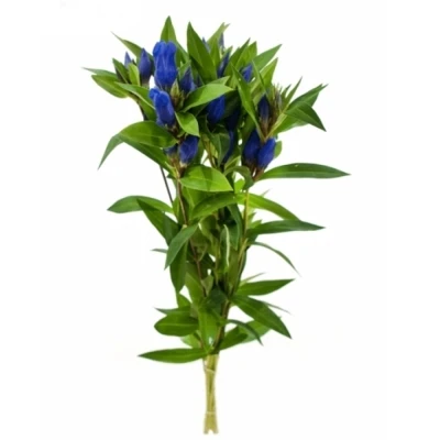 Hořec TRIFLORA JUST BLUE