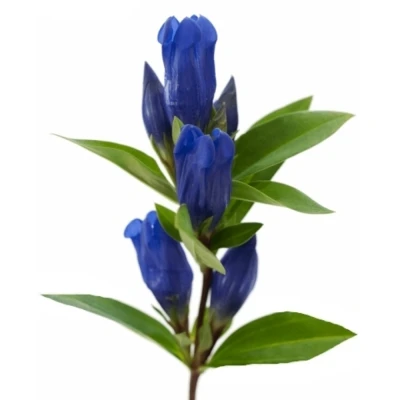 Hořec TRIFLORA JUST BLUE