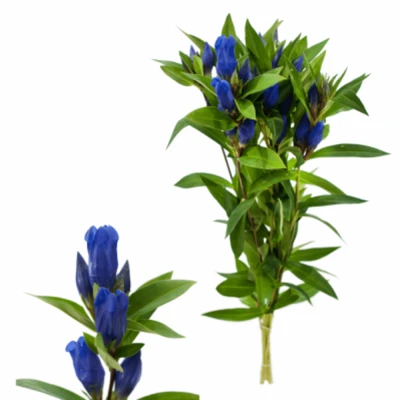 Hořec TRIFLORA JUST BLUE 80 cm