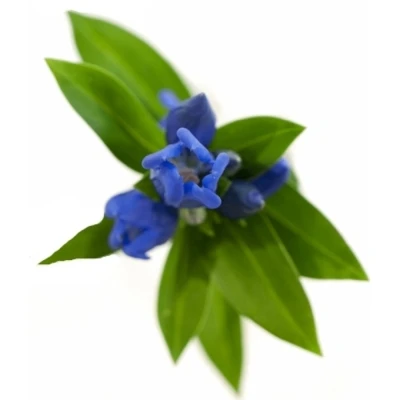 Hořec TRIFLORA JUST BLUE
