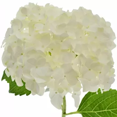 Hortenzie  M MAGICAL PEARL 50cm