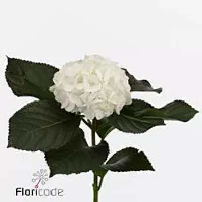 Hortenzie M ALBATROS 50cm