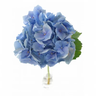Hortenzie M BELA BLUE