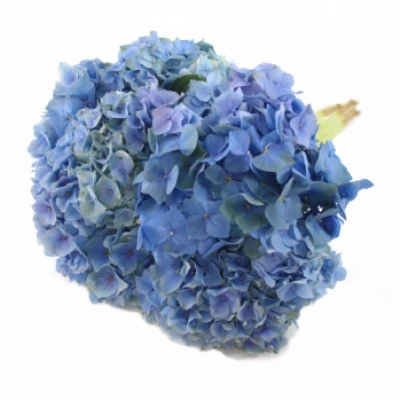 Hortenzie M BELA BLUE