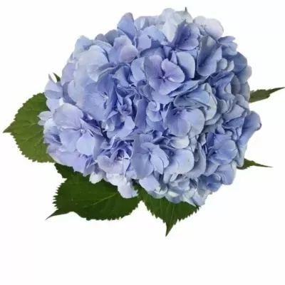 Hortenzie M ELBTAL BLUE 80cm