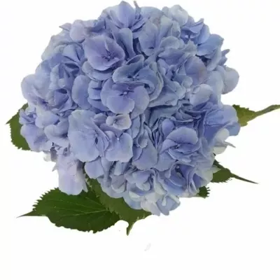 Hortenzie MACROPHYLLA ELBTAL BLUE 40cm