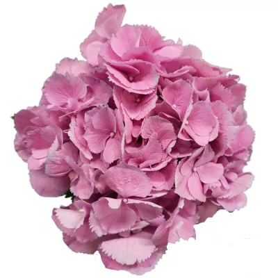 Hortenzie MACROPHYLLA ELBTAL 50cm