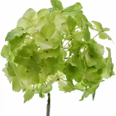 Hortenzie M MAGICAL EMERAL CLASSIC 40cm