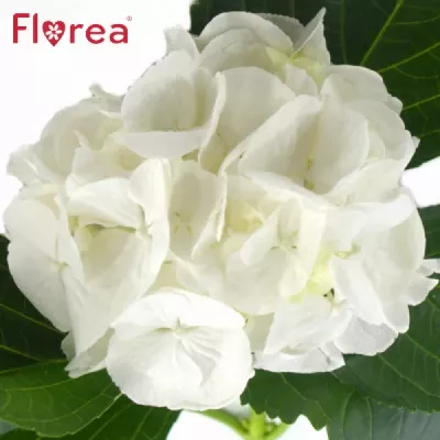 Hortenzie M MAGICAL PEARL WIT 60cm