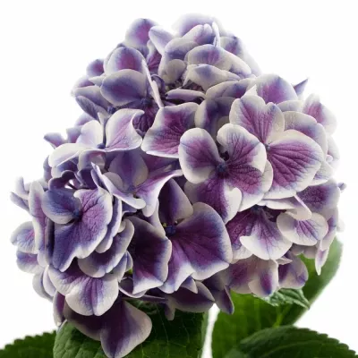 Hortenzie M MAGIClAL HARLEK BLAU 60cm