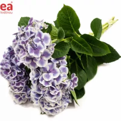 Hortenzie M MAGIClAL HARLEK BLAU 60cm