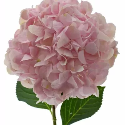 Hortenzie MACROPHYLLA PINKY 40cm