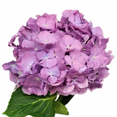 Hortenzie M RENATE STEINIGER 40cm