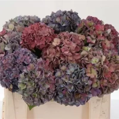 Hortenzie M RODEO CLASSIC 60 cm