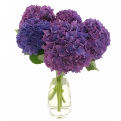 Hortenzie M ROYAL KING