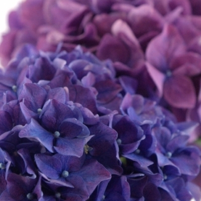 Hortenzie M ROYAL KING