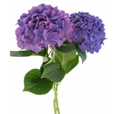 Hortenzie M ROYAL KING
