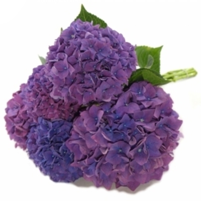 Hortenzie M ROYAL KING