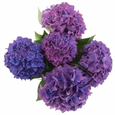 Hortenzie M ROYAL KING